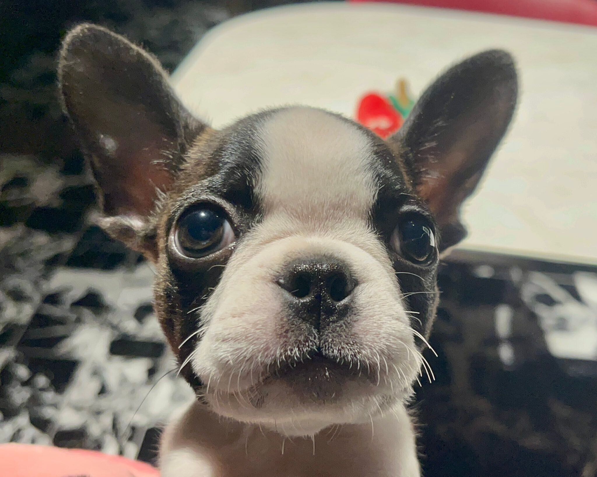 子犬時代のチャビィくん　“バブみ”がたまらない