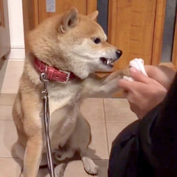 豆柴の豆千代くん