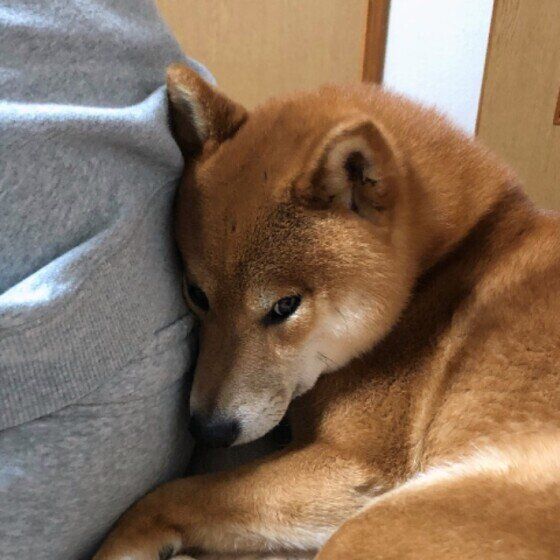 ふく  柴　飼い主のお尻にピタっ！