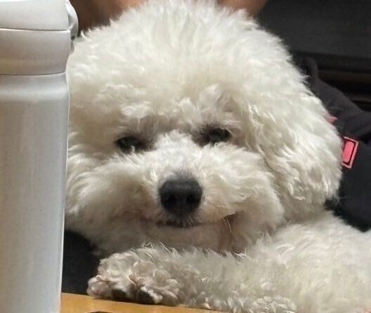 1才になったビション・フリーゼ