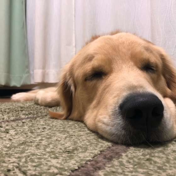 ゴールデン・レトリーバー