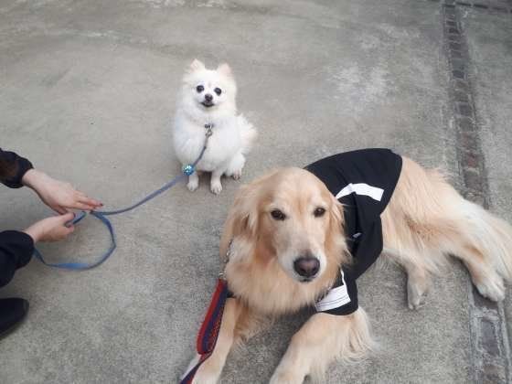 お友達同士の犬