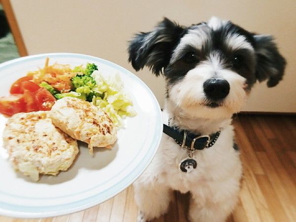 豆腐ハンバーグと小型犬