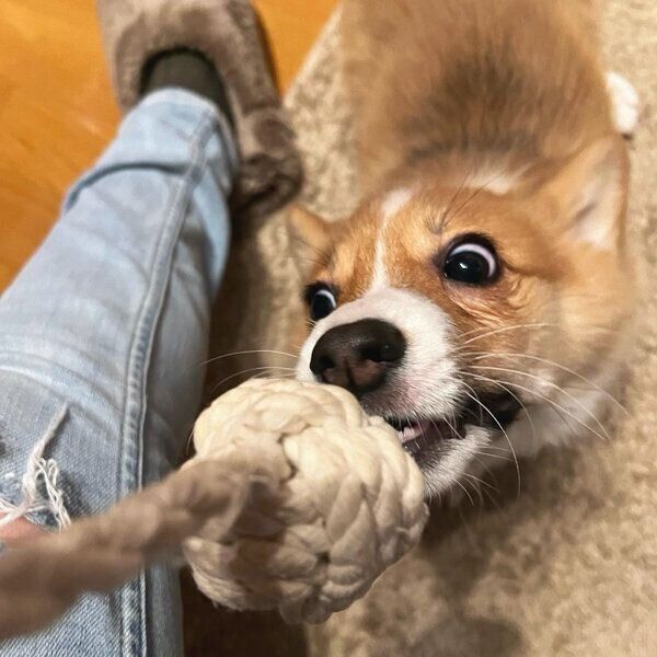 おもちゃで遊ぶモカちゃん