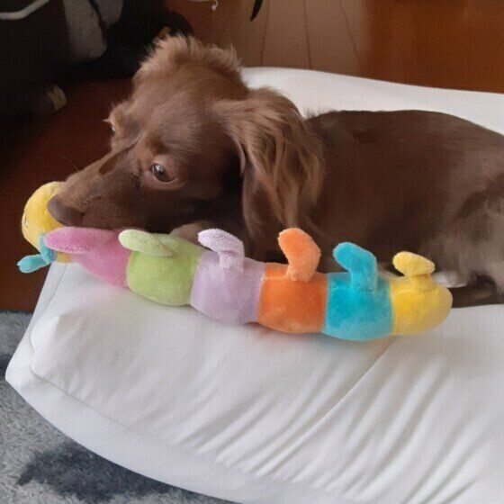 おもちゃで遊ぶカニーンヘン・ダックスフンド