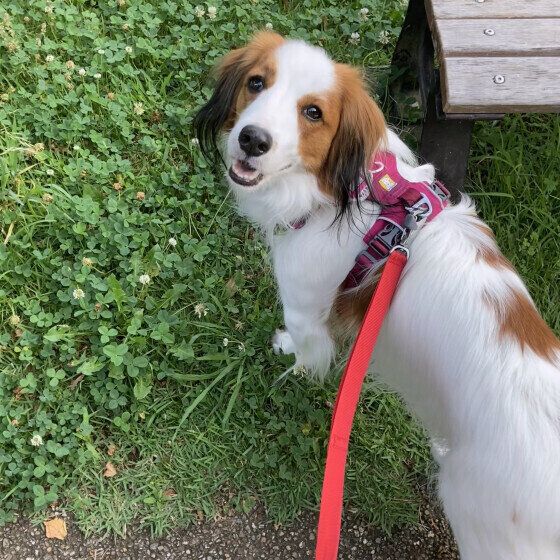 暑から秋は犬の体調変化が起こりやすい？ 季節の変わり目に気をつけること いぬのきもち