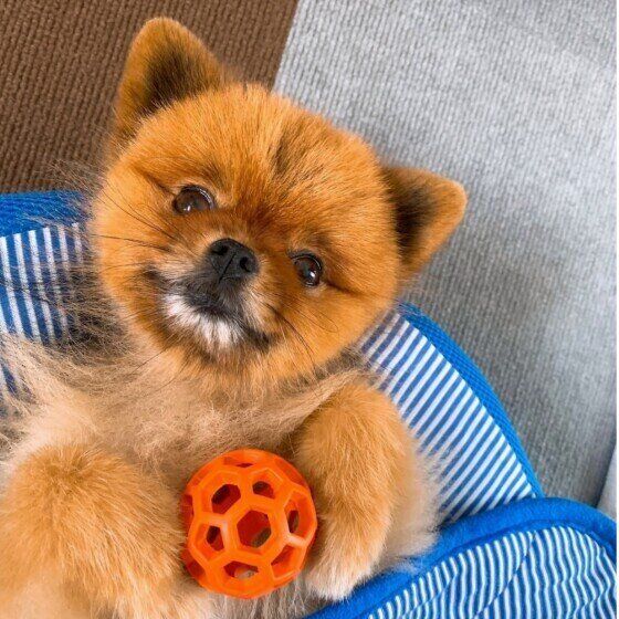 ポメラニアンのココアちゃん