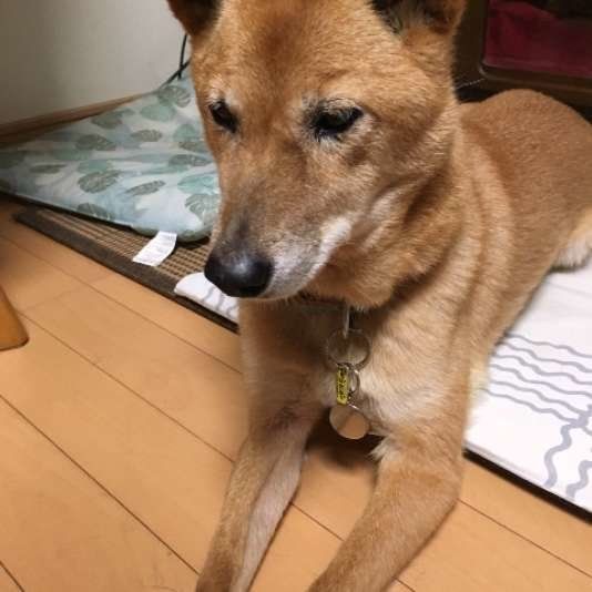 ごはんを待つ犬