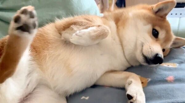 「ナデナデして」とアピールするハルちゃん