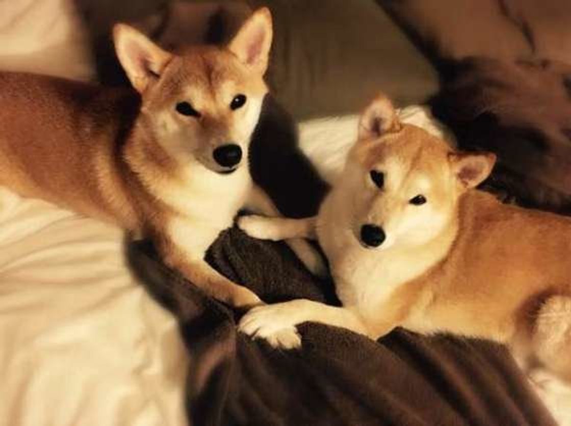 かかると完治が難しい犬の糖尿病 早期発見 予防につながることって いぬのきもちweb Magazine かかると完治が難しい犬の糖尿病 早期発見 予防につながることって いぬのきもちweb Magazine