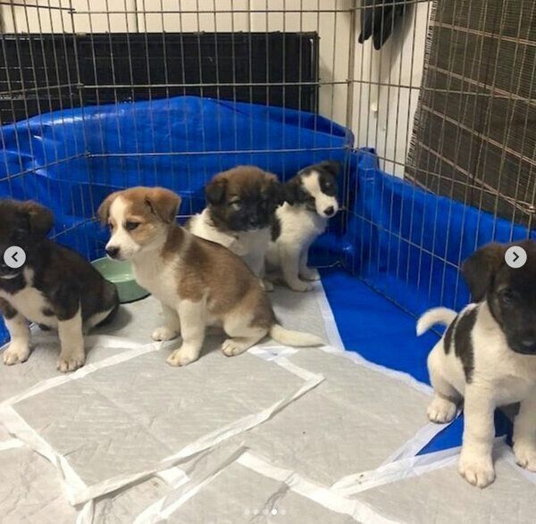 はるちゃんと姉弟犬たち