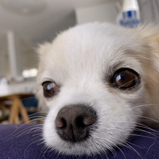 犬を「トントン」して寝かしつけることはできるの？ 愛犬をぐっすり眠らせる方法とは いぬのきもち