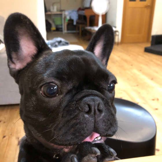招き犬 フレンチブルドッグ ブラック フレンチブルドッグ(ブラック(黒)系)の子犬を価格や特徴で探す|ペット