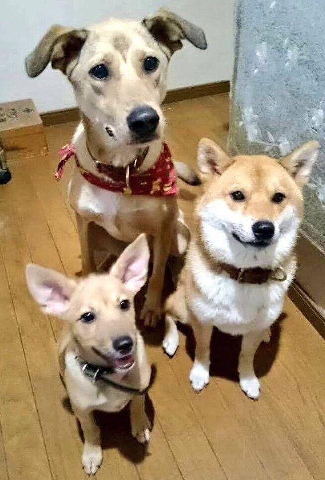 集まるココちゃんたち