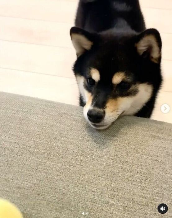 ぬいぐるみで遊ぶすずちゃん