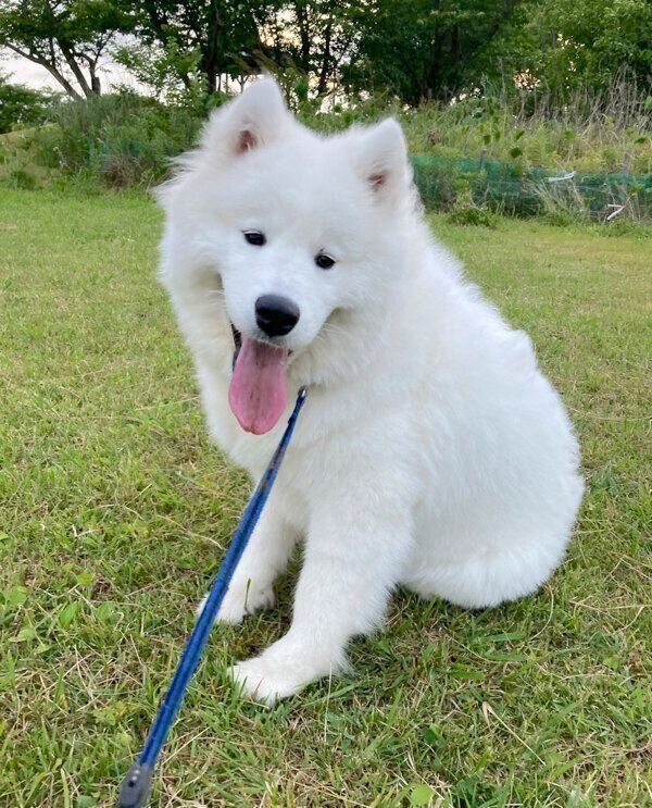 お散歩を楽しむラキシスちゃん