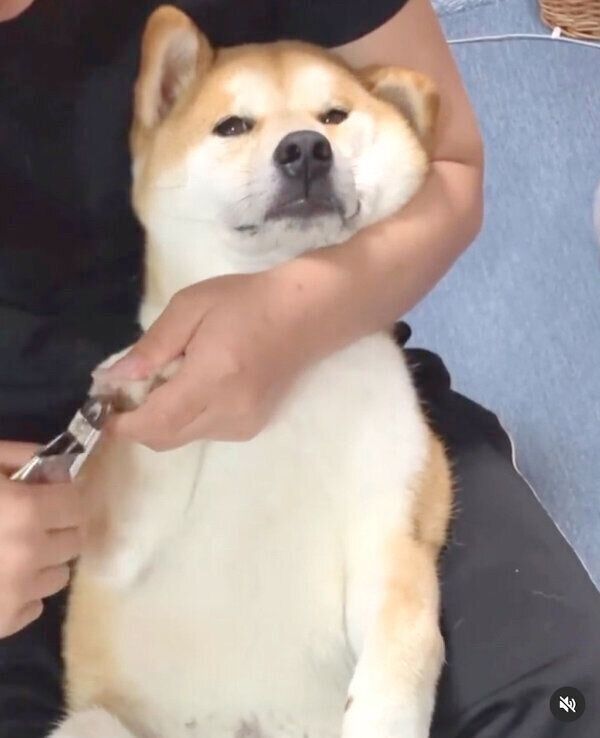 爪切り中のめんまくん