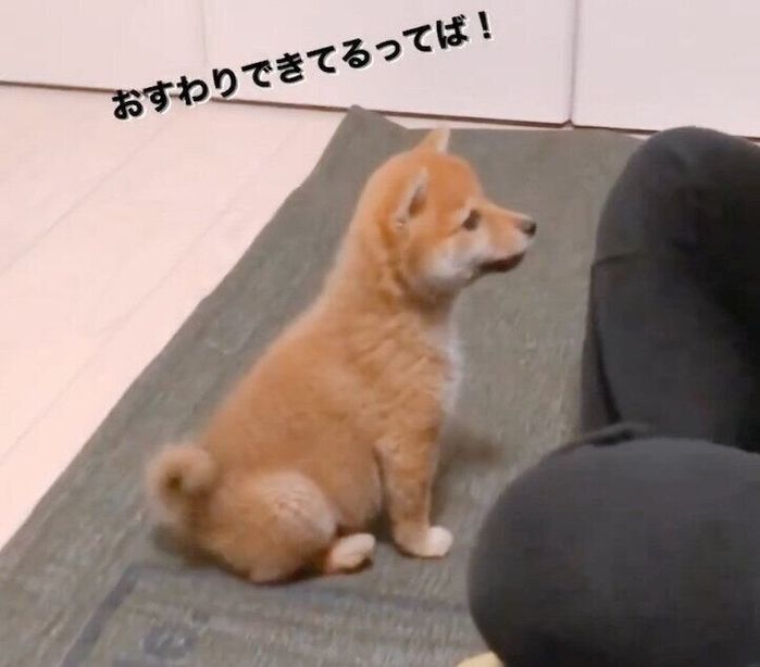 「オスワリできてるってば!」とアピールするちくわくん