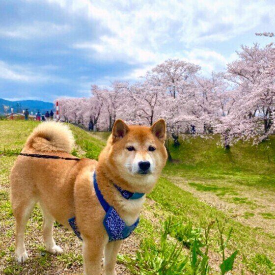 できないことが増えていくシニア犬への接し方は？ いぬのきもち