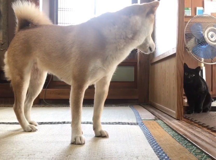 見つめ合う柴犬と黒猫
