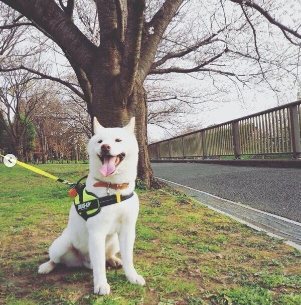 お散歩をする福来くん