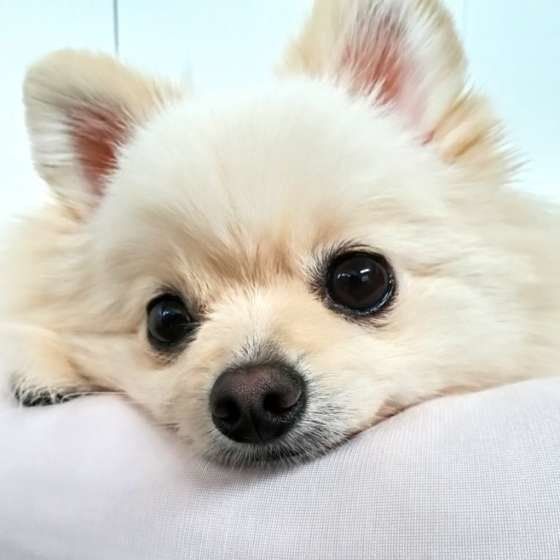 犬をお留守番させる際に気をつけること