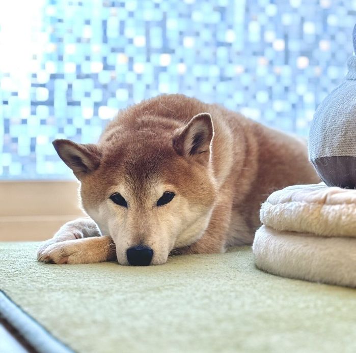 伏せをするぎんくん