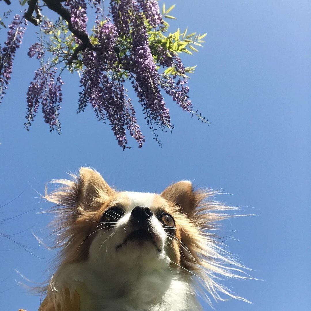 チワワのコロちゃん