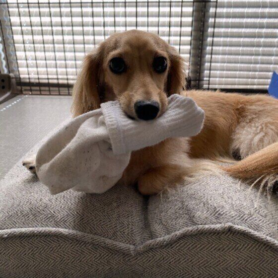 靴下大好きダックスフンド