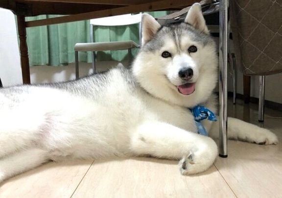 くつろぐシルビアちゃん