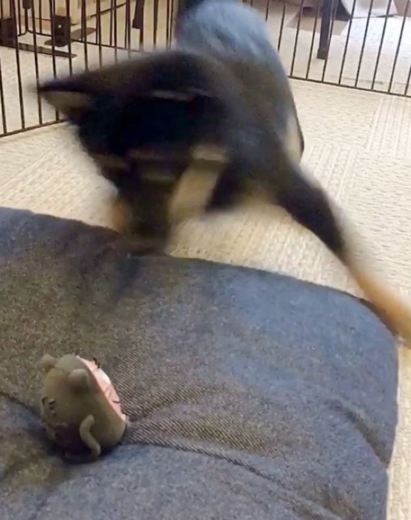 オモチャで遊ぶ豆柴