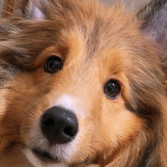 獣医師監修 犬に牛乳を与えるときは注意が必要 犬用ミルクとの違いは いぬのきもちweb Magazine