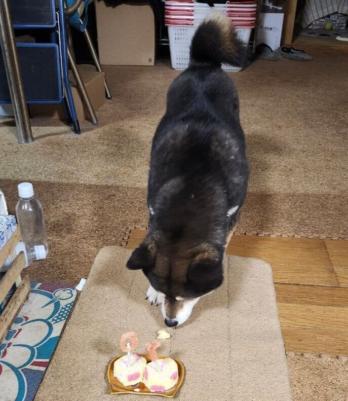 少しずつケーキに興味を示す柴犬