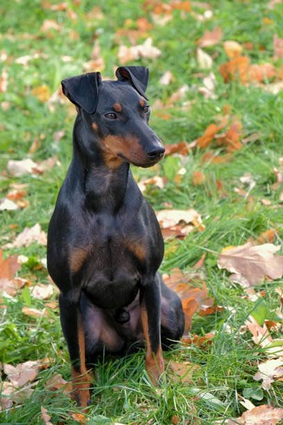 マンチェスター テリアの特徴と性格 飼い方 価格相場など 犬図鑑 いぬのきもちweb Magazine