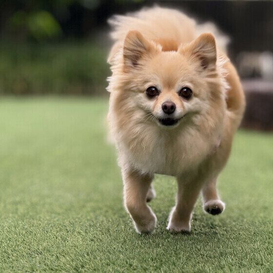 楽しそうに走るワンちゃん