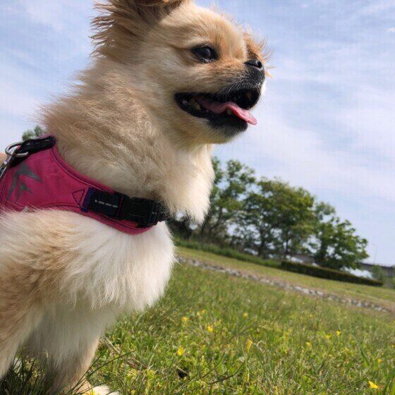 散歩中のMIX犬。モカ