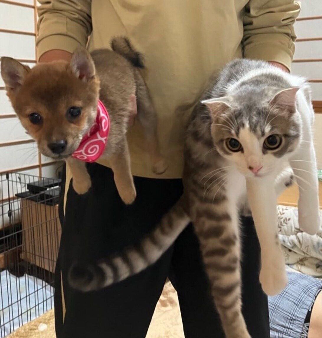 飼い主さんに捕まったメイちゃん、まるくん