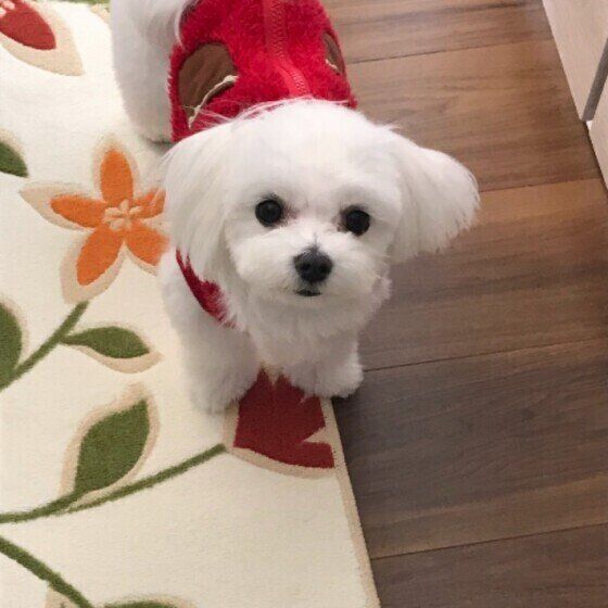 見つめるマルチーズ