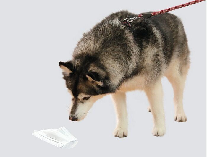 落ちているもののにおいをかぐ犬