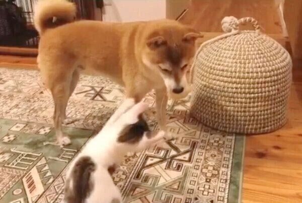 子猫のちくわくんを上手にあやす犬のリンタローくん