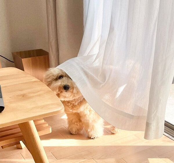 カーテンから顔を出すポテチくん