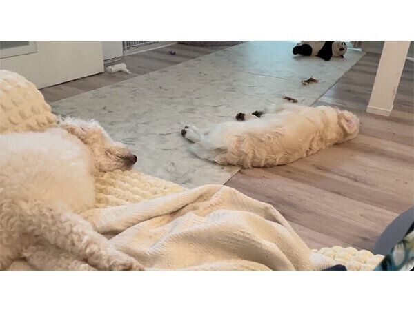 まったりするむうくん、めるくん