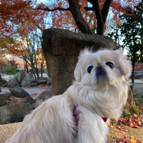 紅葉とペキニーズ