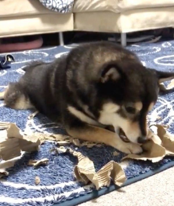 ダンボールをちぎる豆柴