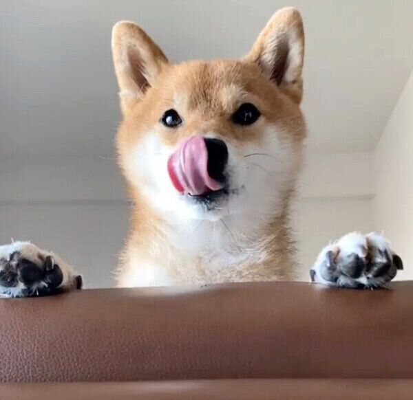 「おはよ」に合わせて舌をペロっとする豆助くん