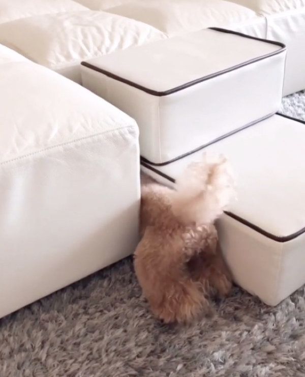 ヘアゴムを探すトイ・プードル