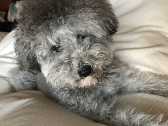 お布団でゴロゴロするトイ・プードル