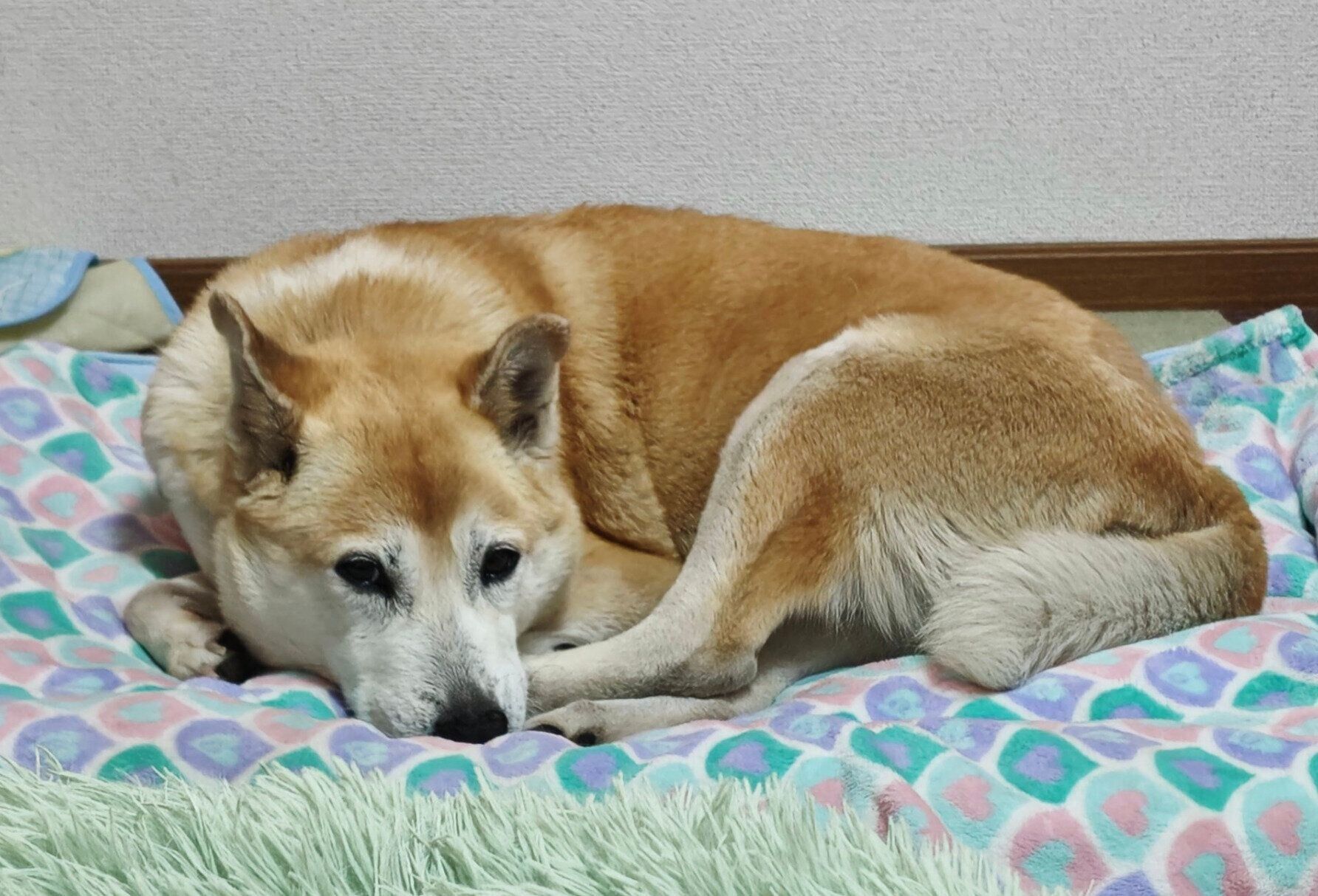 まったり過ごすチョウちゃん