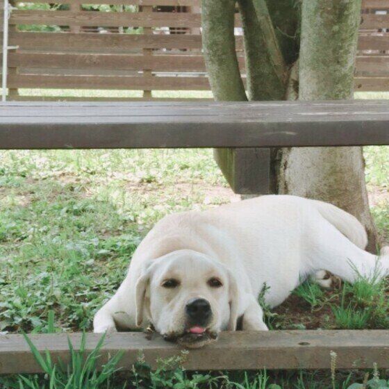 ドッグランの木陰で一休み