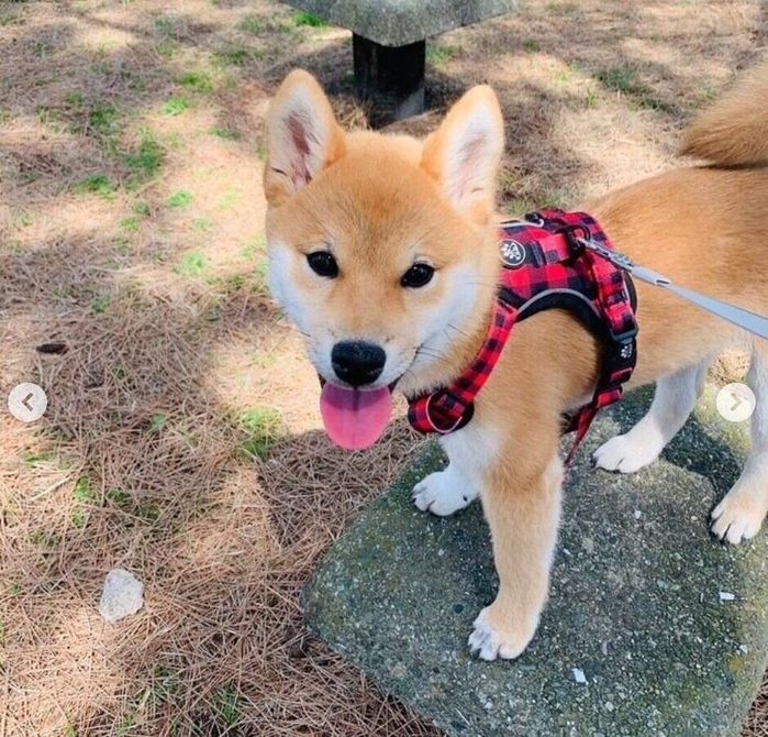 生後5カ月のころに撮影したゴンくん